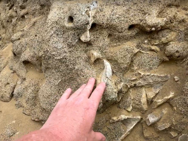 Fun Rockhounding Adventure: Discovered Fossilized Sea Shells and Fool’s Gold in Baja!