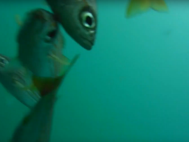 Ever wonder what Ensenada looks like underwater?