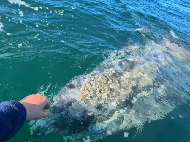 I touched a whale, in Baja California!