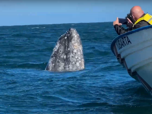 I TOUCHED A WHALE in Baja, Mexico!