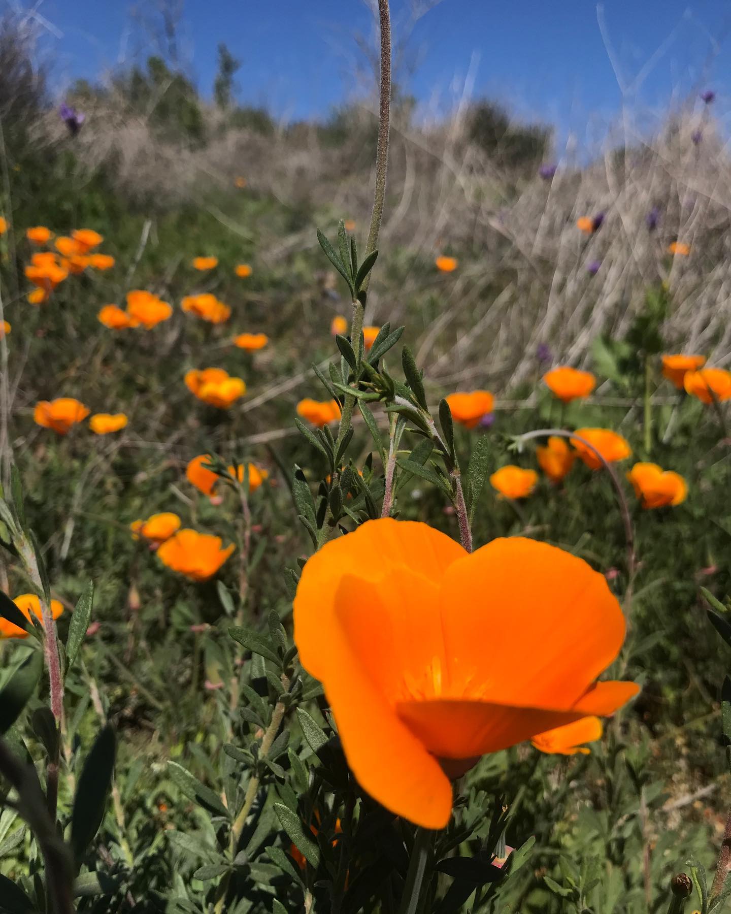 Photo from Miles and Hikes gallery